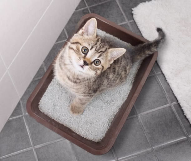 Pagtatanghal ng Pagtatanghal: Nagkukumpulang Cat Litter Pets at Home vs. Regular Cat Litter