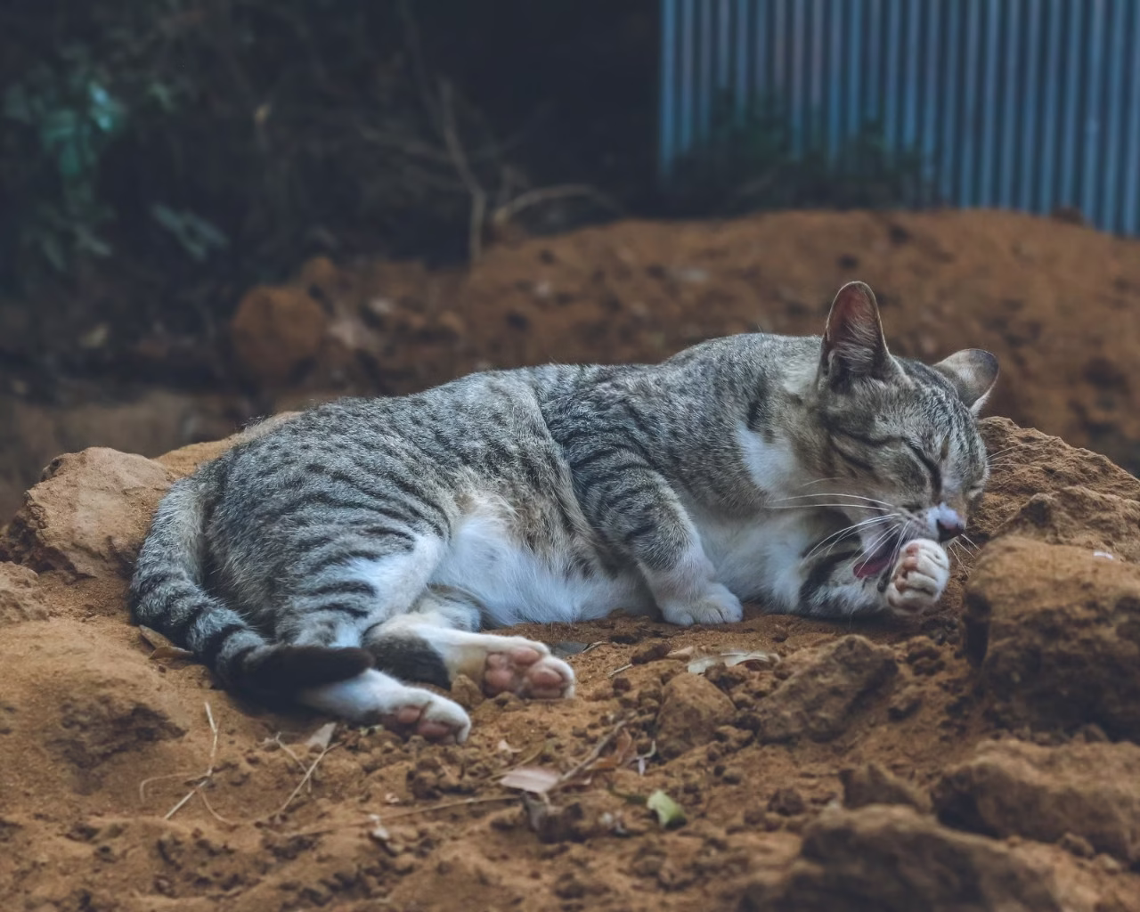 Paglalahad ng Odor‑Lock Technology sa Likod ng Odor Lock Cat Litter