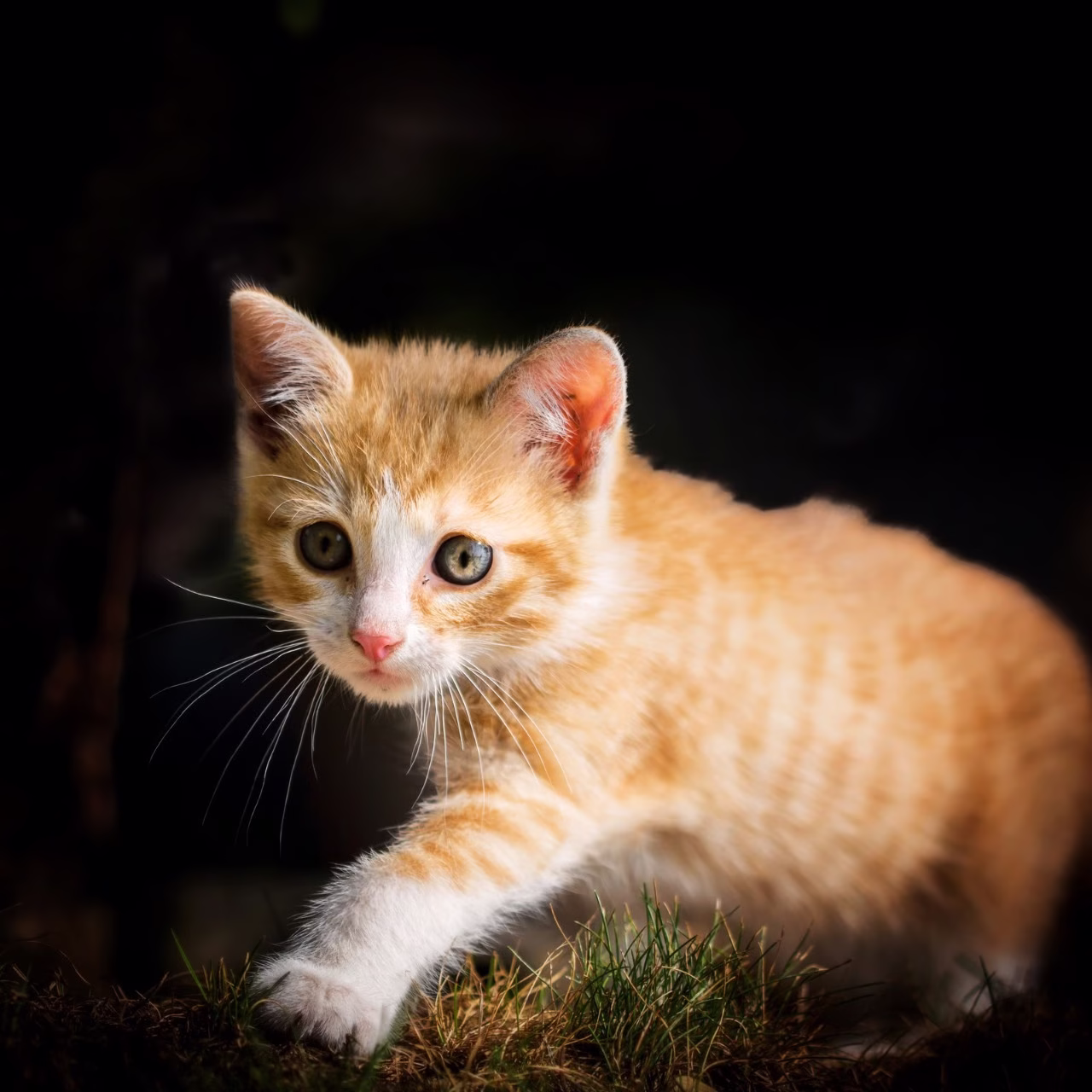 Nang-aagaw ng Mga Oportunidad sa Market: Nangungunang 3 Mga Punto ng Pagbebenta ng Odourlock Cat Litter