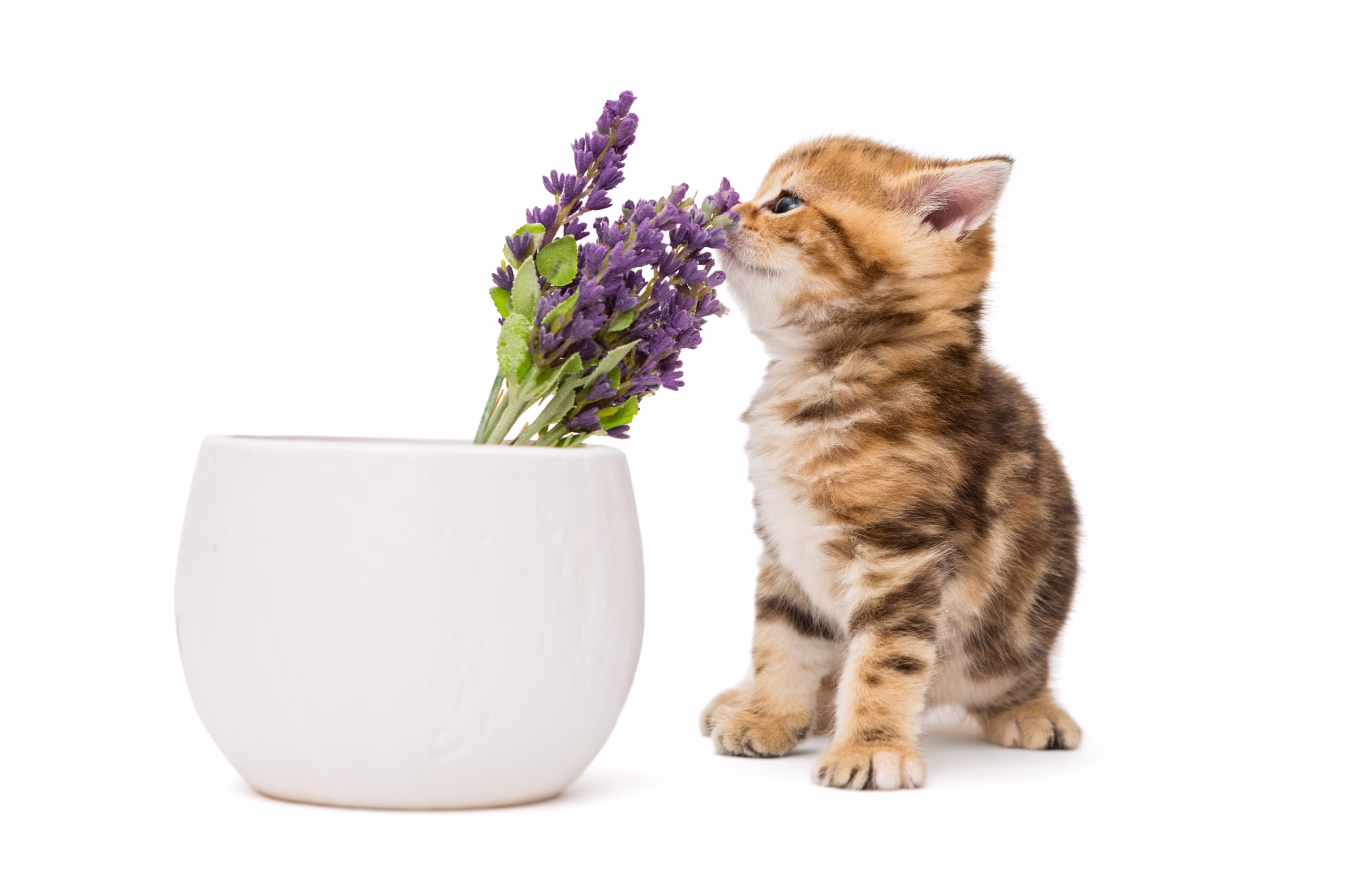 Cat Litter Fragrance: Science, Benefits, and Top Scented Bentonite Picks
